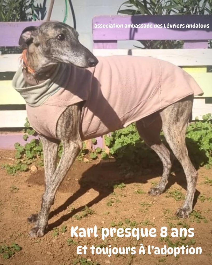 Karl, bientôt 8 ans, légèrement positif leishmaniose, pas ok chat. Karl est un galgo très sociable et équilibré, actif et joueur.